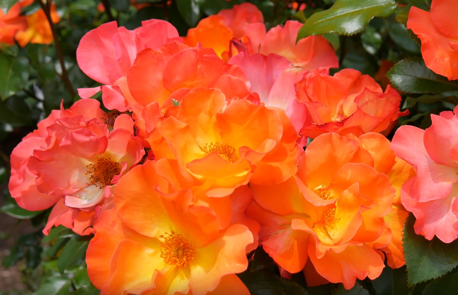 Розы и другие цветы в Бутурлиновке